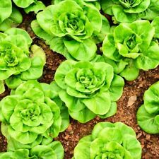 ผักสลัดบัตเตอร์เฮด (Butterhead Lettuce) / 100 เม็ด
