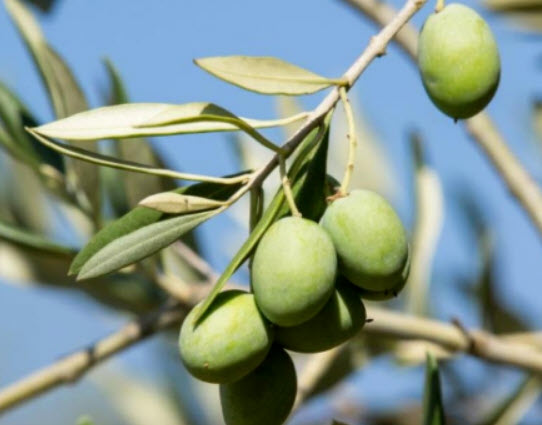 มะกอกโอลีฟ (Olive / Olea europaea) / 10 เม็ด (Spain) *
