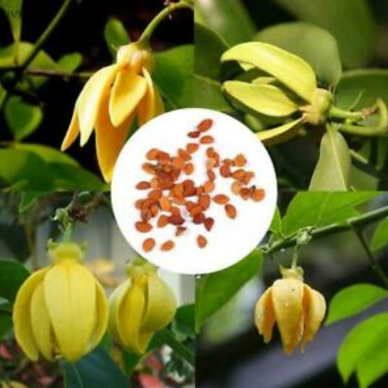การเวก (manorangini) / 15 เม็ด (นอก)