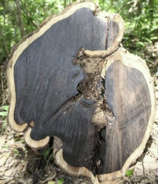 แบล็ควูด หรือ อัฟริกันแบล็ควูด (African Blackwood) / 5 เม็ด (Portugal)*