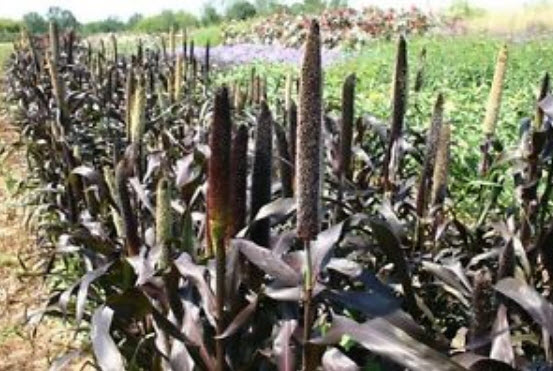 หญ้าหางหมาสีม่วง (Purple Majesty Millet) / 25 เม็ด