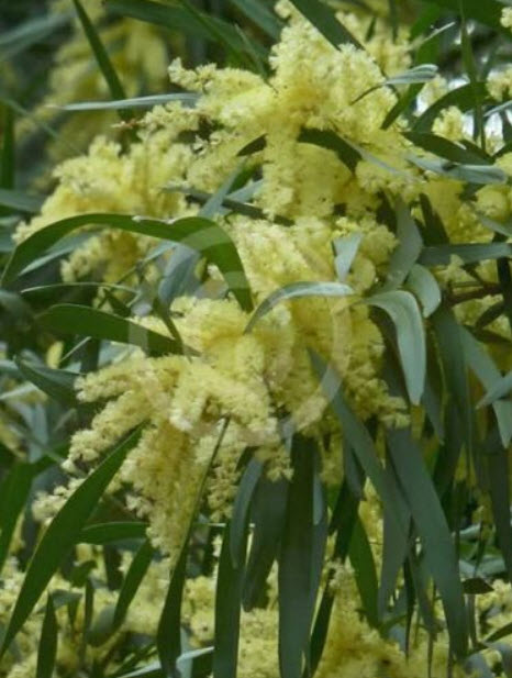 อาเคเซีย ฟลอริบันด้า (Acacia Floribunda) / 20 เม็ด (Australia)