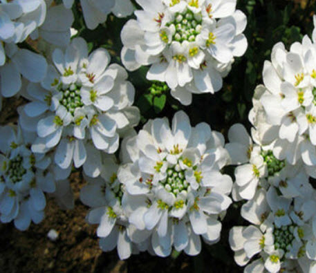 แคนดี้ทัฟท์ (Candytuft Snowflake) สีขาว / 120 เม็ด (UK)
