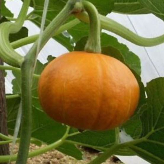 ฟักทอง (Pumpkin) เนื้อสีส้ม / ซอง 6 เม็ด (B118)