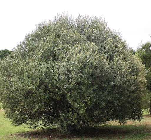 มะกอกโอลีฟ (European Olive Oil) / 5 เม็ด (Portugal)*