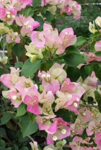 เฟื่องฟ้า สีชมพู / 50 เม็ด (นอก)