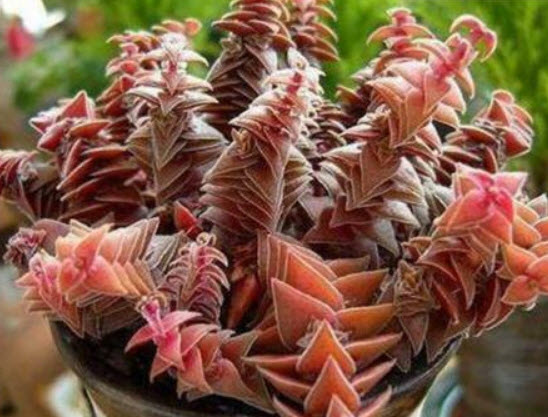 บุดด้า เท็มเปิล (Buddha's Temple) / 100 เม็ด