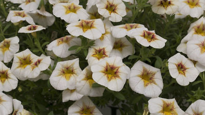 คาลิบราโคว์ - ซูเปอร์ เบลล์ (Calibrachoa - Super Bells) ดอกใหญ่ / 100 เม็ด