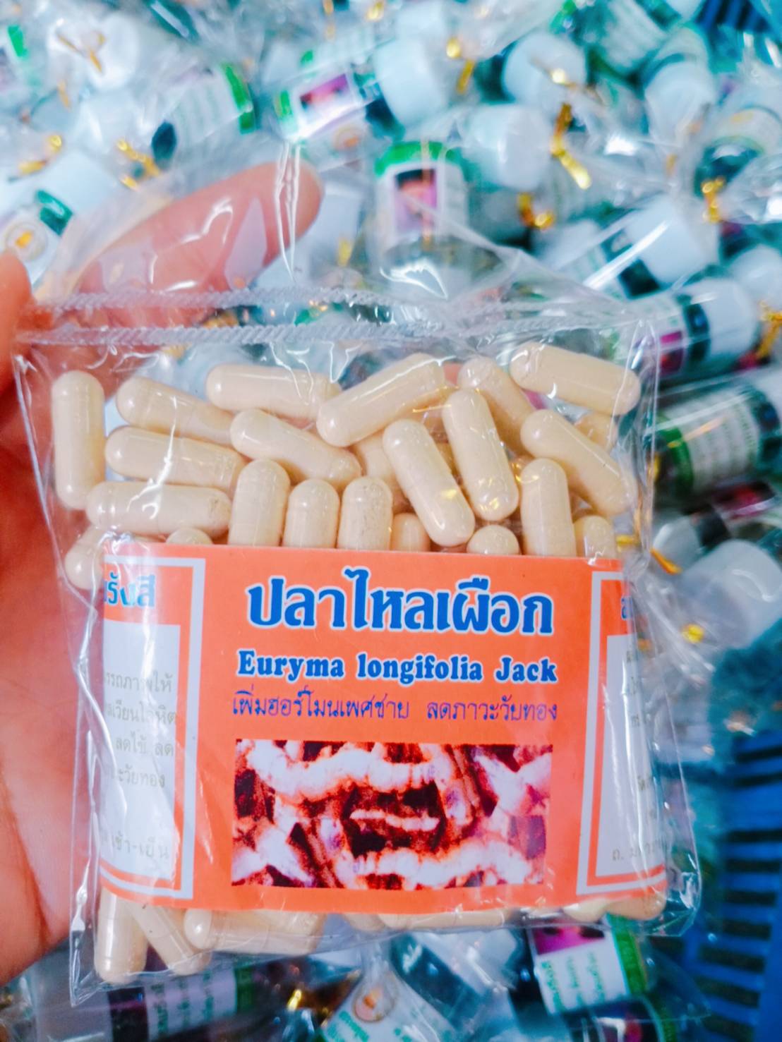 ปลาไหลเผือก พรหมรังสี