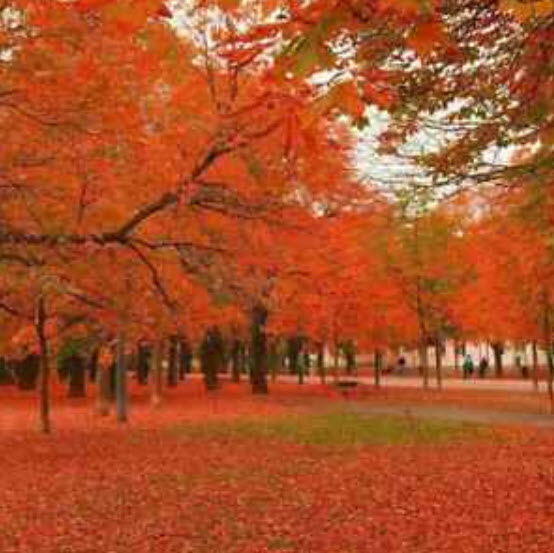เมเปิ้ลต้น (Maple tree) คละสี / 10 เม็ด