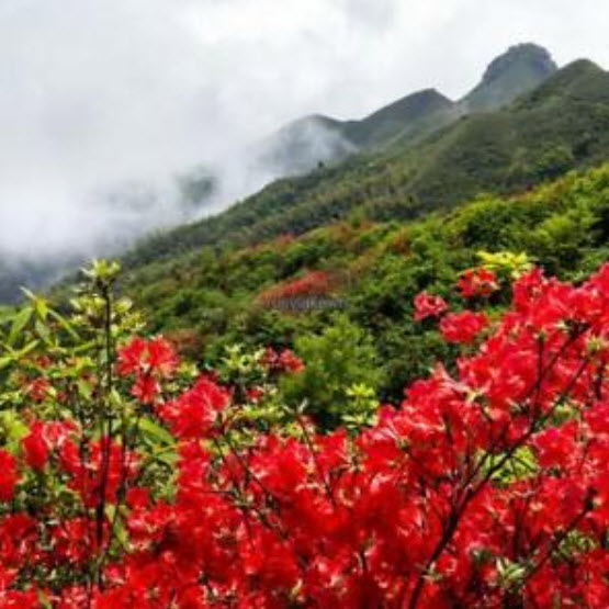 กุหลาบพันปี (Azalea) แดง / 50 เม็ด (Malaysia)