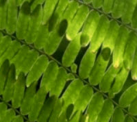 ยีราฟ หรือยูงทอง (Brazillian fire tree) / 5 เม็ด (Australia)