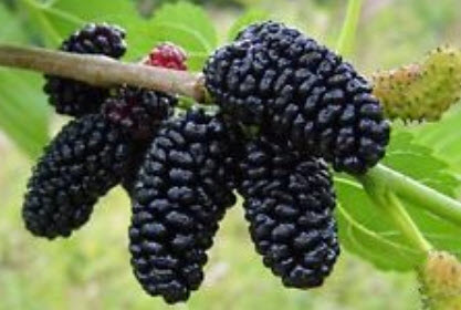 หม่อนดำ (Morus Nigra Mulberry) / 50 เม็ด (UK)