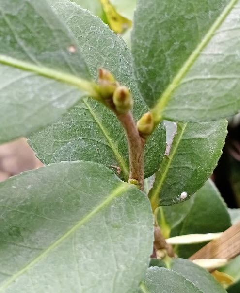 ต้น คามิเลีย คาเมเลีย Camellia ดอกสีเขียว สูง 50-60 ซ.ม./ ต้น