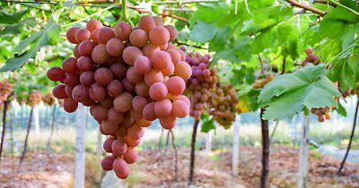 องุ่น รูบี้ โรมัน (Ruby Roman Grape) / 10 เม็ด