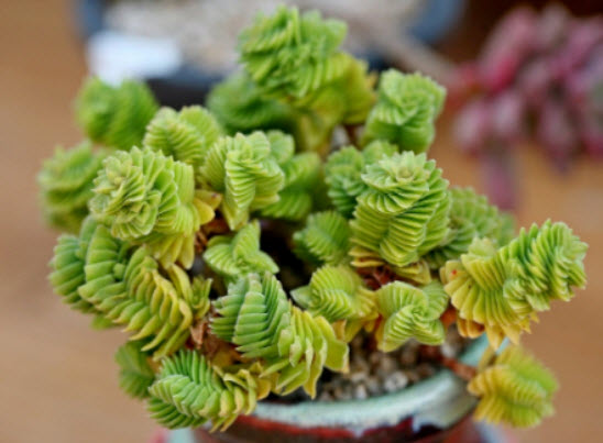 คราสซูล่า (Crassula Columnaris) คละ / 25 เม็ด (UK)