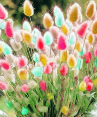 หญ้าหางกระต่าย (Rabbit Tail grass) คละ / 200 เม็ด (นอก)