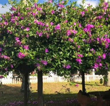 ต้นม่วงมณีรัตน์ หรือ บานบุรีสีม่วง purple begonia สูง 100-120 ซ.ม. / ต้น