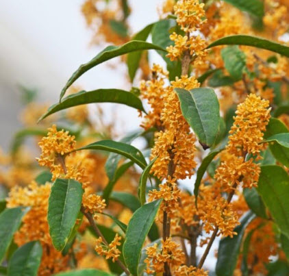 ต้น หอมหมื่นลี้ ดอกสีส้ม หายาก สูง 30-50 ซ.ม.