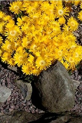 ไอซ์แพล้นท์ (Ice Plant) สีเหลือง / 100 เม็ด (USA)