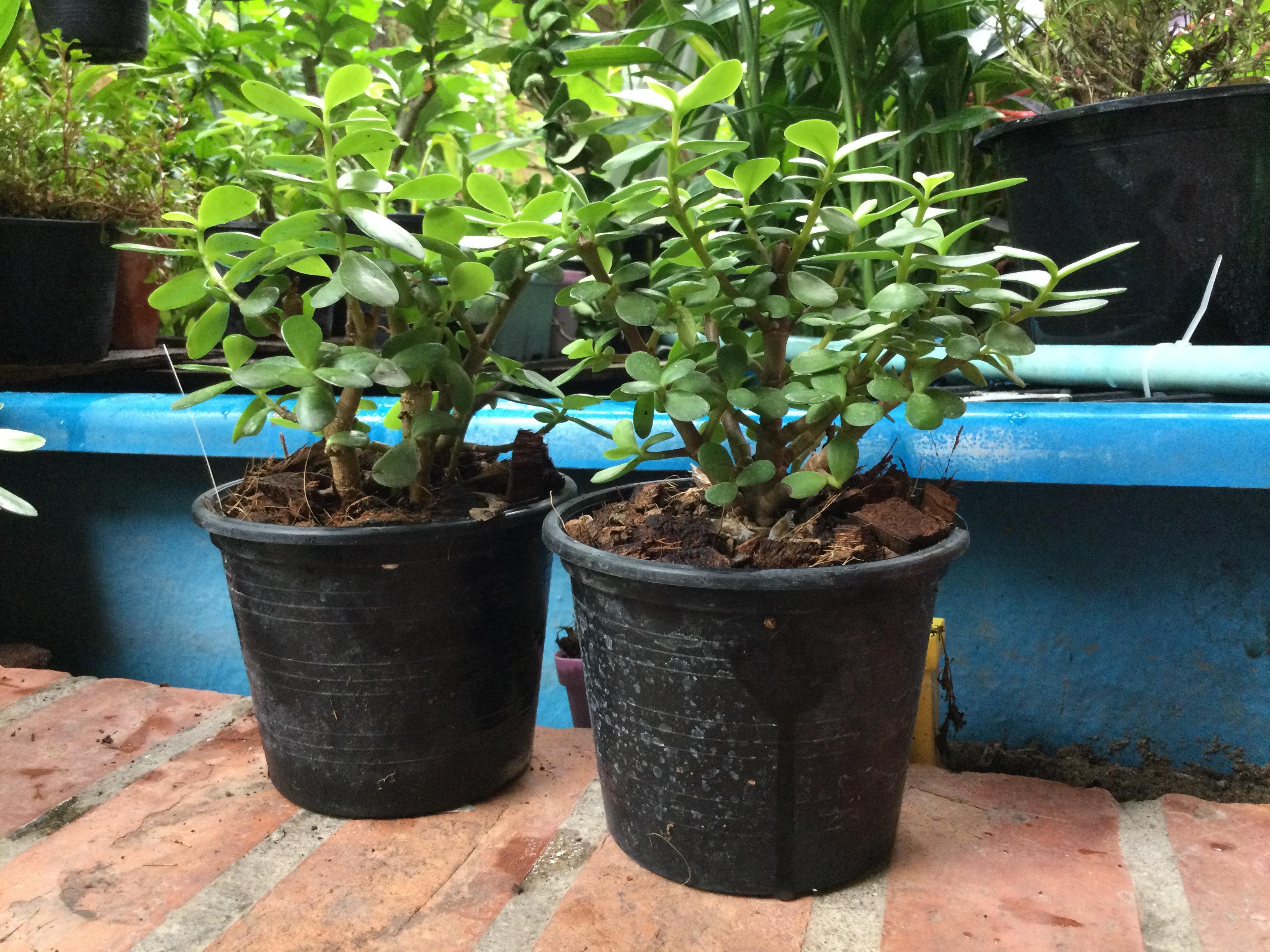 ต้นคราสซูล่า หรือต้นดูดทรัพย์ (Crassula) กระถาง 6 นิ้ว