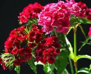สวีทวิลเลี่ยม หรือผีเสื้อช่อ (Sweet William) กลีบซ้อน คละ / 1,000 เม็ด (UK)
