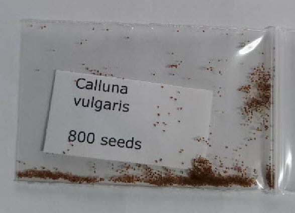 สนคัลลูน่า หรือเฮเธอร์ (Calluna vulgaris / Heather) สีม่วง / 800 เม็ด (Spain)