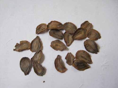 ขจร / สลิด (Cowslip creeper) / 15 เม็ด