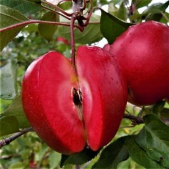 แอปเปิ้ล (Apple) บอนไซ / 50 เม็ด