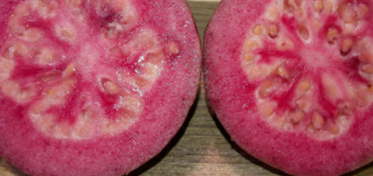 ต้นฝรั่งแดงทับทิมสยาม สูง 40-50 ซ.ม. / ต้น