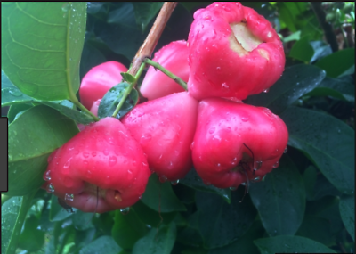 ต้นชมพู่พลาสติก สีแดง สูง 35-50 ซ.ม.