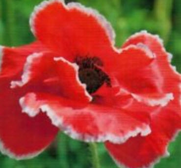 คอร์น ปีอปปี้ (Corn Poppy) สีแดงขอบขาว / ซอง 100 เม็ด