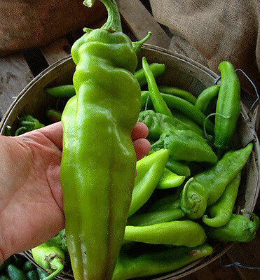 พริกยักษ์ Numex Big Jim / 30 เม็ด (Italy)*