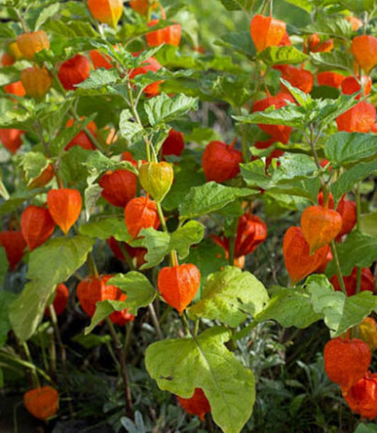 โทงเทงฝรั่ง เคพกูสเบอร์รี่ สีแดง / 30 เม็ด (China)