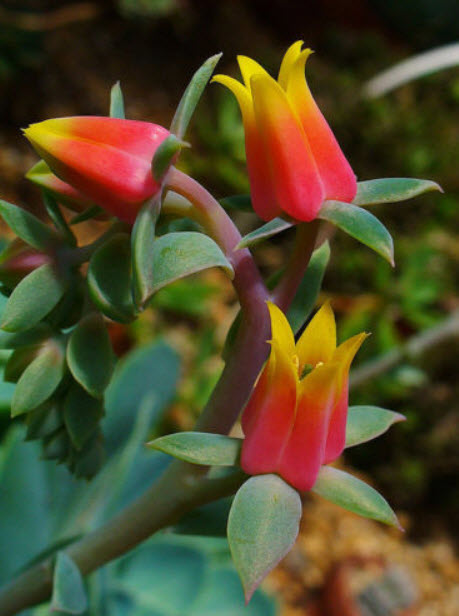 เอชชิวาเรีย (Frilled Echeveria) / 10 เม็ด (Australia)