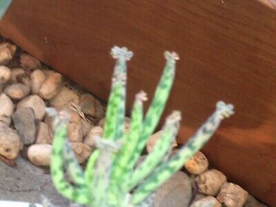 Kalanchoe Tubiflora / 5 เม็ด (Malta)