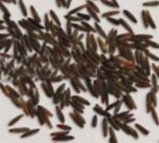 หญ้ามูลี่ชมพู (Pink Muhly grass) / 100 เม็ด (China)