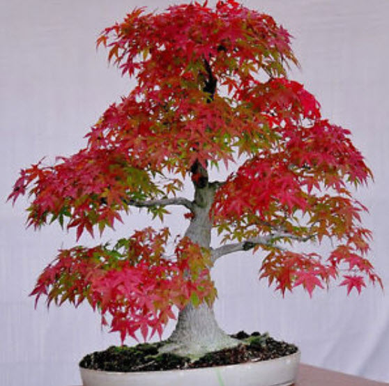เมเปิ้ลอเมริกันบอนไซ (American Maple Bonsai) สีแดง / 20 เม็ด