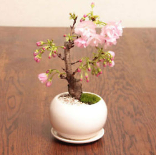 บอนไซซากุระ (Sakura bonsai) สีชมพู / 10 เม็ด (นอก)
