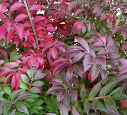 สปินเดิล (Spindle / Euonymus alatus) / 50 เม็ด (Russia)