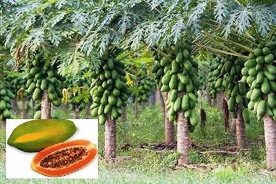 มะละกอต้นเตี้ยพิเศษ / 5 เม็ด (India)