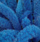 ปริกหางกระรอก (Foxtail Fern) คละ / 50 เม็ด (นอก)