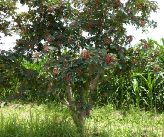 พริกไทยเสฉวน (Sichuan Pepper) / 50 เม็ด (China)*