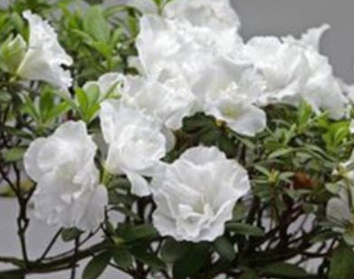 กุหลาบพันปี (Azalea) ขาว / 100 เม็ด (นอก)