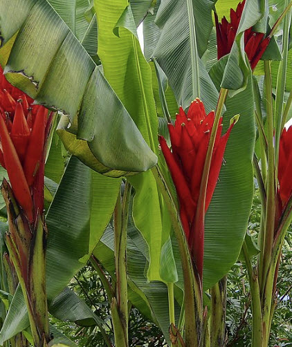 กล้วยรัตกัทลี หรือกล้วยกัทลี (Red Dwarf Banana / Musa Coccinea) / 4 เม็ด (Germany)