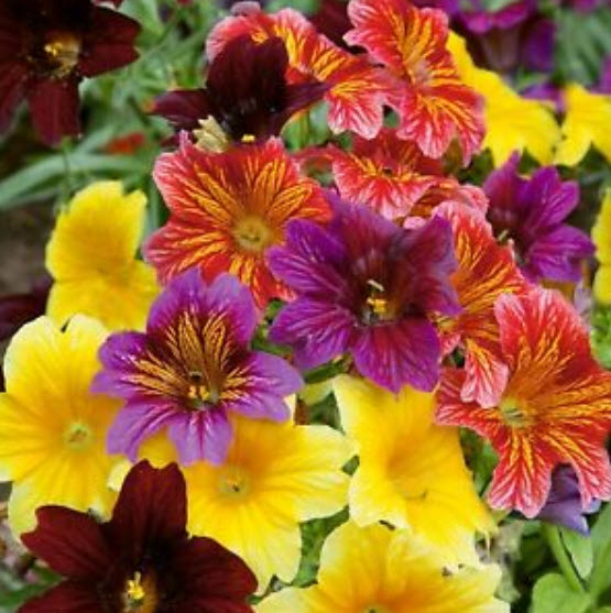 ซาลพิกลอสซิส (Salpiglossis sinuata) คละ / 1,200 เม็ด (Ukraine)
