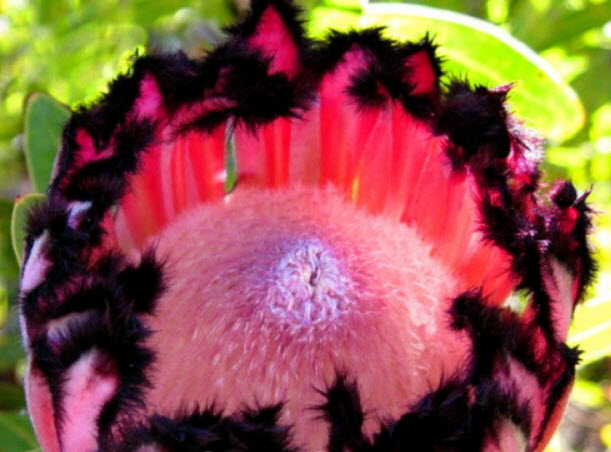 โพรเทียชมพู (Pink Protea Neriifolia) / 100 เม็ด (นอก)