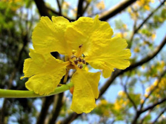 ศรีตรัง สีเหลือง (Jacaranda) / 3 เม็ด (Australia)