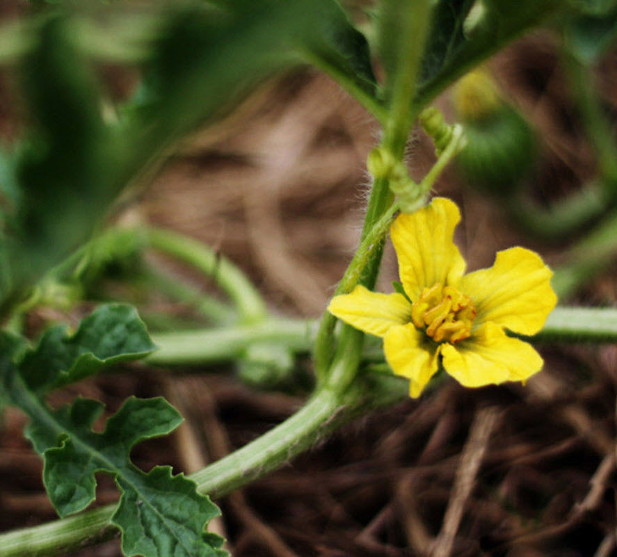 แตงโม พันธุ์ยักษ์ (Giant Watermelon) / 20 เม็ด (China)