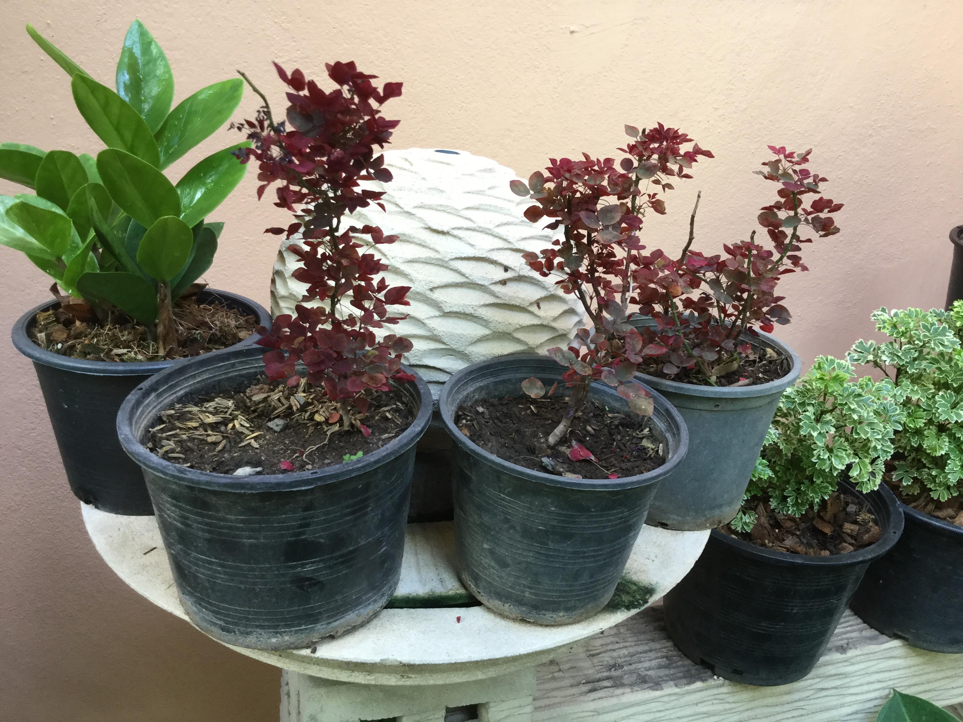 ต้นโพธิ์แดงแคระ กระถาง 3-4 นิ้ว / ต้น